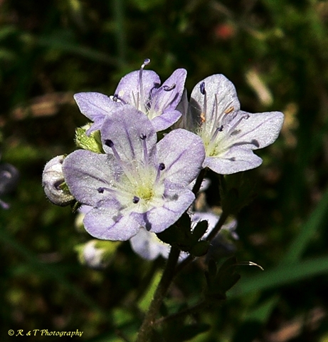 {Phacelia dubia}